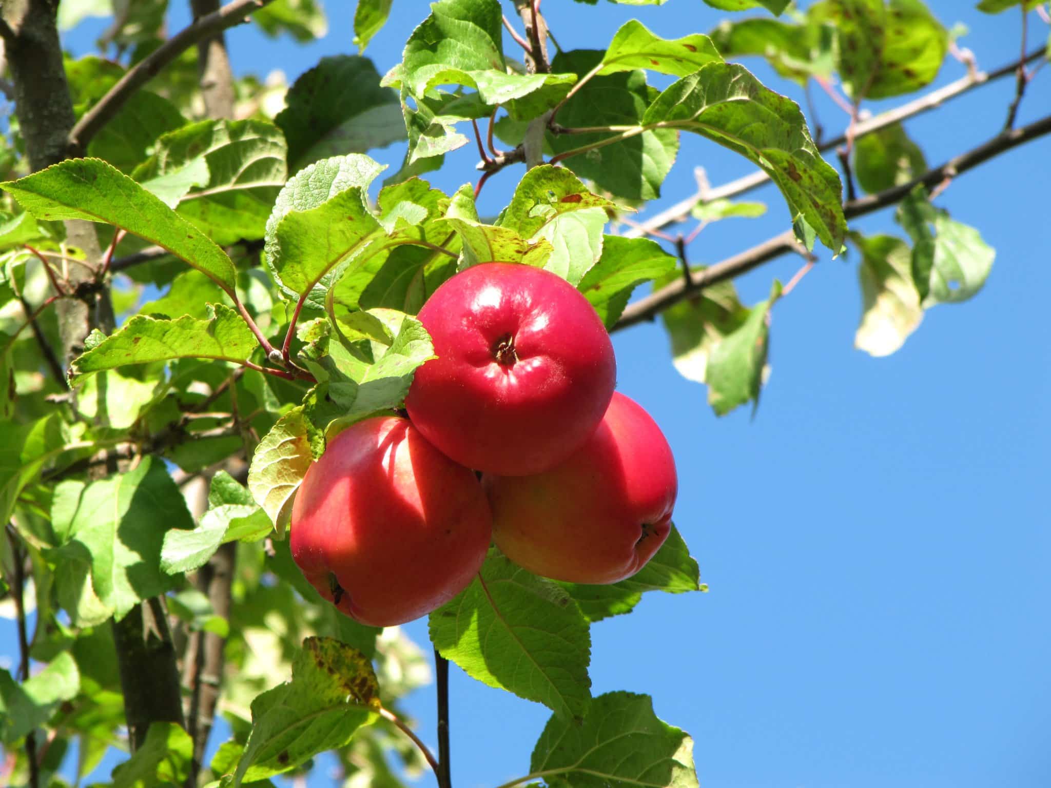 Röda äpplen på ett äppelträd